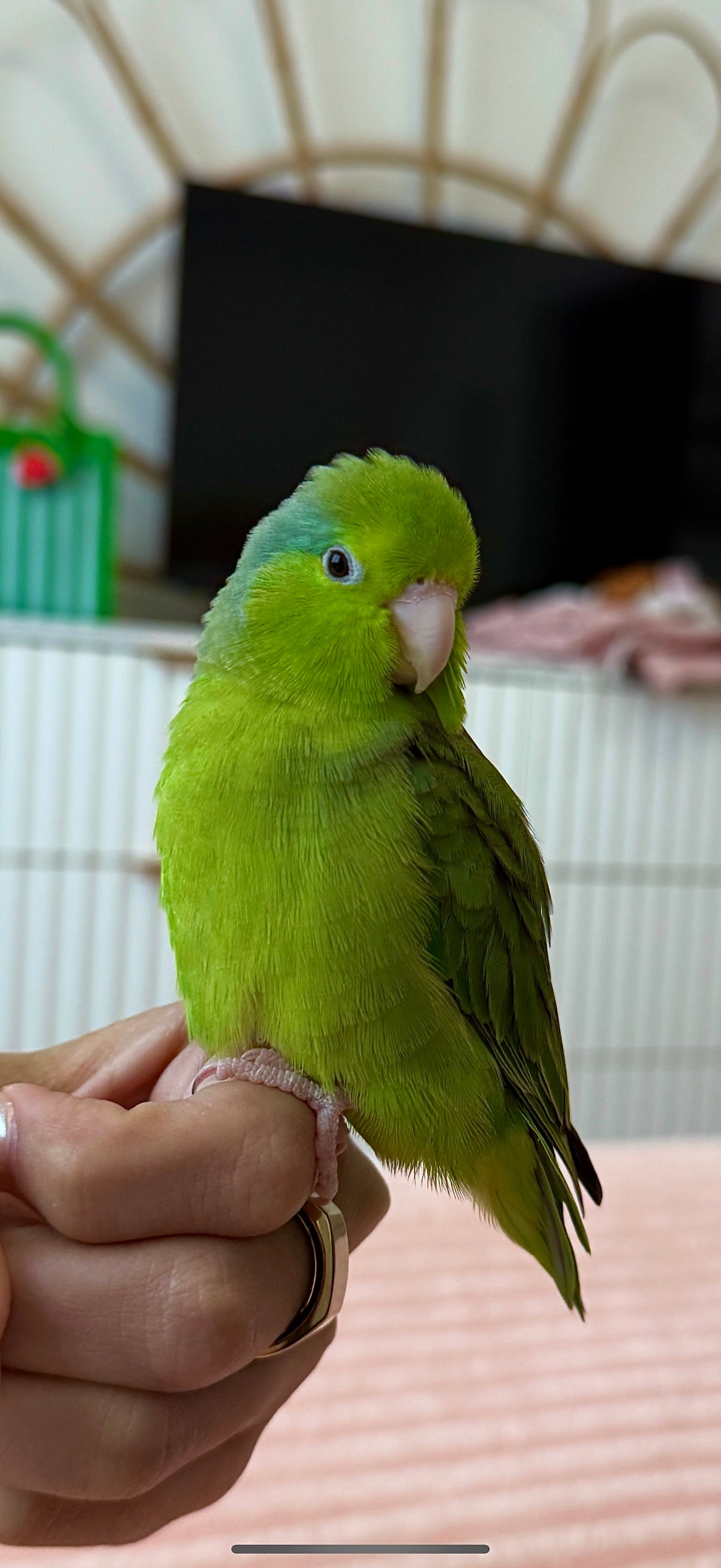 Green parrotlet perched on a person's hand with a blurred background